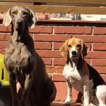 Holly y Moira  Garcia - @hollymoira_thedogs - Instagram