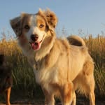 Dragon Rock Aussie - @hollymoon_crazydogs - Instagram