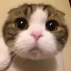 Holly More - @xsa54460viw - TikTok