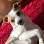 Holly Murillo🐶🌟 - @hollymurillo1420 - Instagram