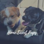 Holly Naylor - @home_sweet_pups - Instagram