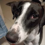 Holly Nicholas - @holly_the_great_indie.22 - Instagram