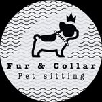 Holly Oquist - @fur.and.collar - Instagram