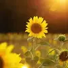 hollypalmitessosm - @hollypalmitessosm - TikTok