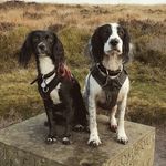 Holly and Pip, the Sprockers - @hollyandpippin - Instagram