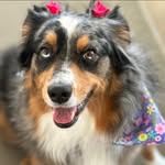 Holly Pitcher - @hollypitcher - Instagram