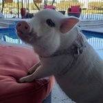 Holly Pepper Potts 🐷 - @holly.the.piglet - Instagram