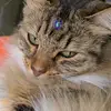 Holly - @hollyprincesscat - TikTok