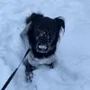Holly_Quick_pup - @holly_quick_pup - TikTok
