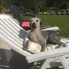 hollyraines - @lovedoghorse - TikTok
