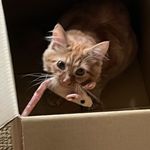 Holly Ritchie - @paddythedogishcat - Instagram