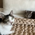 Casey🐈, Holly🐈‍⬛, Rocco🐕‍🦺, Missy🐕 - @the_zappia_zoo - Instagram