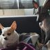 Holly &amp; Rocco - Facebook