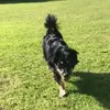 Holly, Rocco & Tali - @those_three_dogs - TikTok