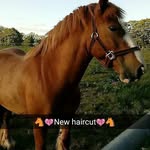 leah bawle🏇🏇🐎🐎🐴🐴 - @leah_rocco_holly - Instagram