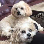 Rocco And Holly Sheppard - @roccoandhollybeautifulangels - Instagram