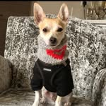 Rocco - @mt_hollywood_rocco - Instagram