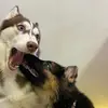 holly,royce and siblings - @holly_and_royce - TikTok