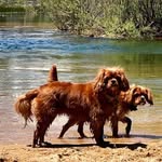 Maggie Levin - @holly_and_zeus_rule_the_world - Instagram