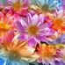 Holly Saxe - Facebook