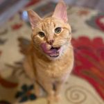 Holly Schaffer Dimling - @mdwstrngrl99 - Instagram