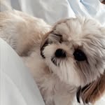 holly🐾 - @hollyspiveyy - Instagram