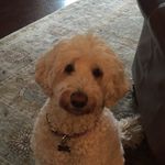 Goldendoodle Pupper🐶 - @holly_strauss - Instagram
