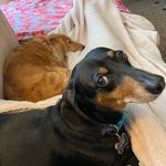 Holly & Willard - @hollyjollychristmasdog - Instagram