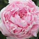 Holly Wong - Facebook