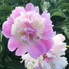 Holly Wong - @holly.wong - TikTok
