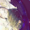 Brownie - @brownie.holman - TikTok