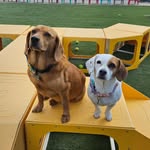 Homer and Bailey - @homerandbailey - Instagram