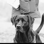 homer lab - @homerblacklab - Instagram