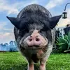 Homerthepig Jelly Bean Sisters - @homerthepig - TikTok