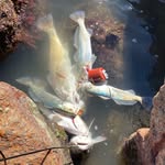 @homer.chapafishing - Instagram