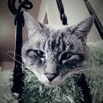 Homer The Cross Eyed Cat - @homerthecrosseyedcat - Instagram
