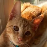 Homer Jacobs - @lilhomie831 - Instagram