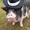 Homer - @homerthepig - TikTok