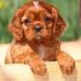 Homeof Pets - Facebook