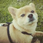 Homerun "Homer" Ramirez - @homerthepomchi - Instagram