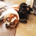Homer And Rose - @homerthehavashu - Instagram