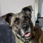 Homer - @homertheshepherd - Instagram