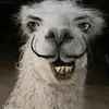 HOMSERAKETT - @homserakett1 - TikTok