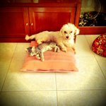 Homer Thomas - @sharfle - Instagram