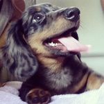 Homer Thomas - @homertheweeny - Instagram