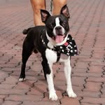 Boston terrier Homero cano - @bostonterrier_homerocano - Instagram