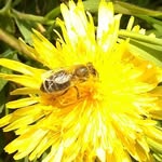 Honey beard hive - @honey_beard_hive - Instagram