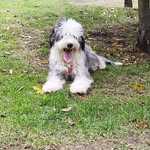 Honey Samantha - @honey.beardie - Instagram