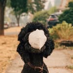 Honeybear 🐶 - @honeybeardog - Instagram