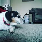 honeydoyle - @therulerofpuppys - Instagram